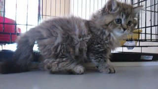 Semi Flat Female Tabby - Persian Cat