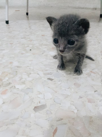 Grey - Domestic Long Hair Cat