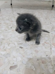 Grey - Domestic Long Hair Cat