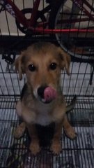 Lucas ~ Urgent - Mixed Breed Dog