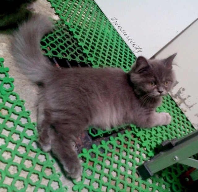 Cadetblue Sienna - Domestic Long Hair Cat