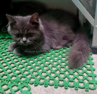 Cadetblue Sienna - Domestic Long Hair Cat