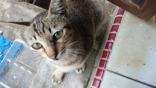 Grey Lovable And Playful Kitten  - Domestic Short Hair Cat