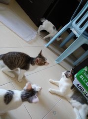 4 Cats For Adoption - Domestic Short Hair Cat