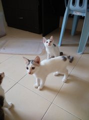 4 Cats For Adoption - Domestic Short Hair Cat