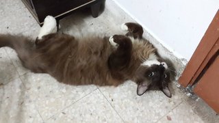 Takako（pls Read Description) - Domestic Medium Hair Cat