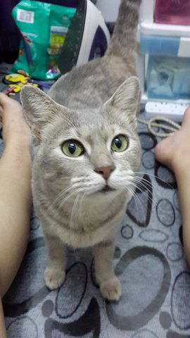 Moonlight(Pls Read Description) - Domestic Short Hair Cat