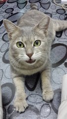 Moonlight(Pls Read Description) - Domestic Short Hair Cat