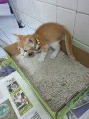 Little Orange - Domestic Short Hair Cat