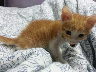 Little Orange - Domestic Short Hair Cat