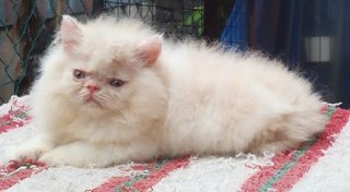 Persian Semiflat - Persian Cat