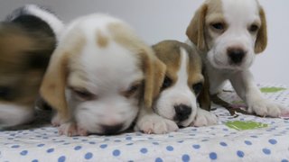 Beagle Puppies For Sale - Beagle Dog