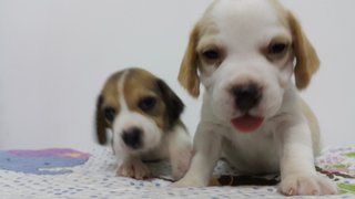 Beagle Puppies For Sale - Beagle Dog