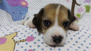 Beagle Puppies For Sale - Beagle Dog