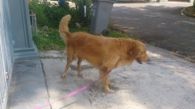 Maxiy - Golden Retriever Dog