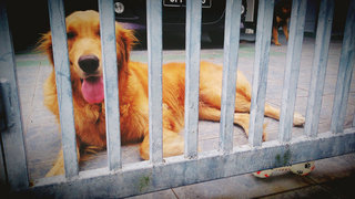 Maxiy - Golden Retriever Dog