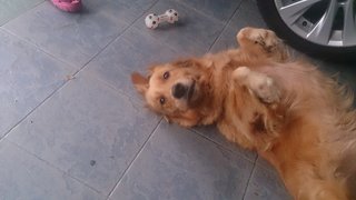 Maxiy - Golden Retriever Dog