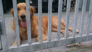 Maxiy - Golden Retriever Dog