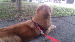 Maxiy - Golden Retriever Dog