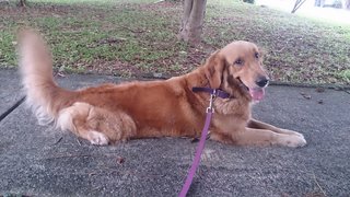 Maxiy - Golden Retriever Dog