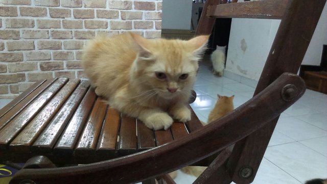 Baby 2 - Persian Cat