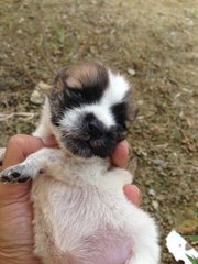 Baby  - Mixed Breed Dog