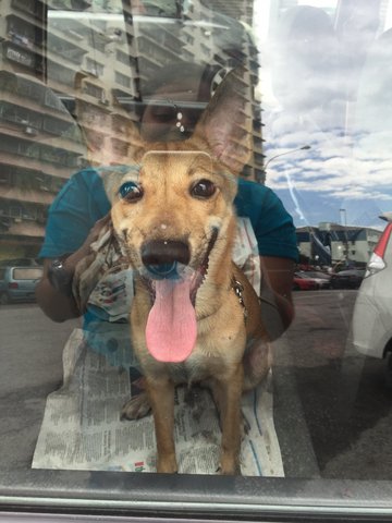 Cute Friendly Brownie Girl - Mixed Breed Dog