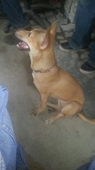 Cute Friendly Brownie Girl - Mixed Breed Dog