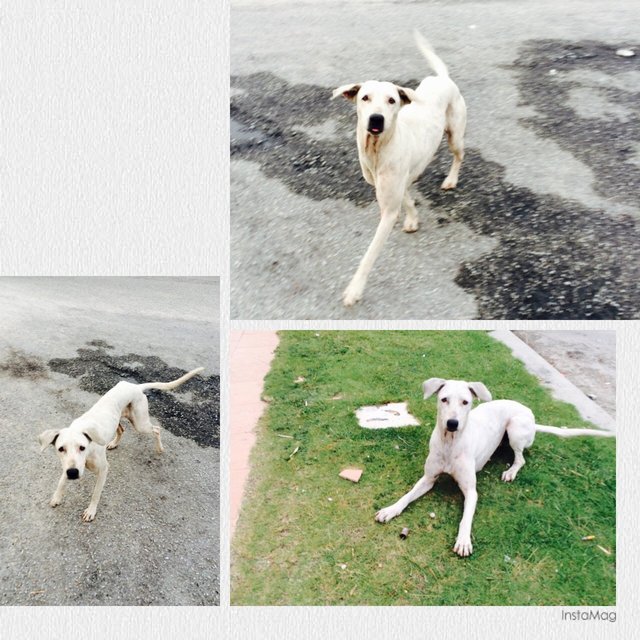 Snow White  - Mixed Breed Dog