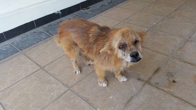 Happy - Mixed Breed Dog