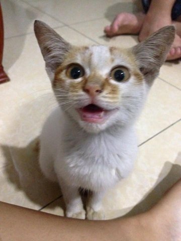 Swee - Domestic Medium Hair Cat