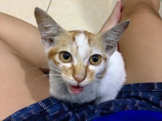 Swee - Domestic Medium Hair Cat