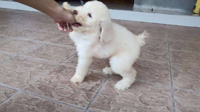 Purebred Standard Poodle - Standard Poodle Dog