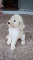 Purebred Standard Poodle - Standard Poodle Dog