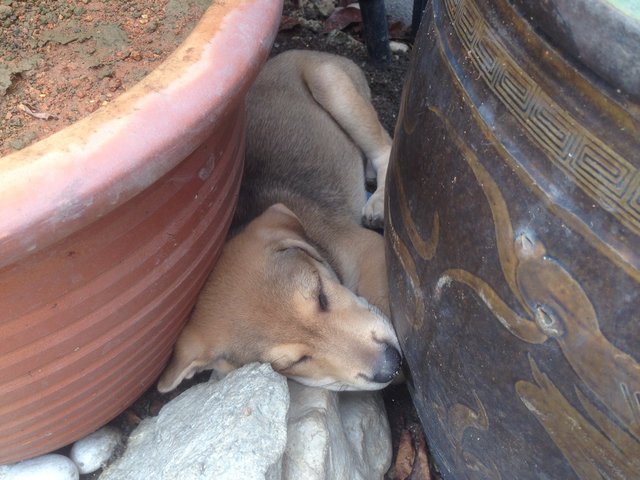 3-month-old Puppy - Mixed Breed Dog