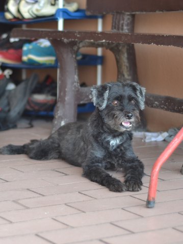 Nickle - Poodle Mix Dog