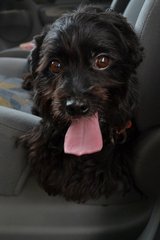 Nickle - Poodle Mix Dog