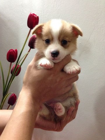 Pembroke Welsh Corgi With Mka - Welsh Corgi Dog