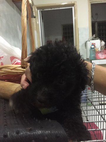 Blackie - Poodle Dog