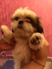 Boy Boy - Shih Tzu Dog