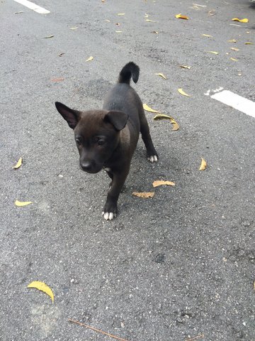 Female Mongrel 1 - Mixed Breed Dog