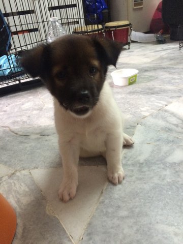 Female Mongrel 2 - Mixed Breed Dog