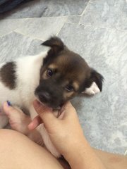 Female Mongrel 2 - Mixed Breed Dog