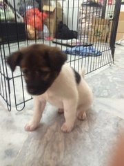 Female Mongrel 2 - Mixed Breed Dog