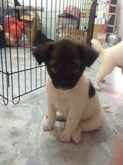 Female Mongrel 2 - Mixed Breed Dog