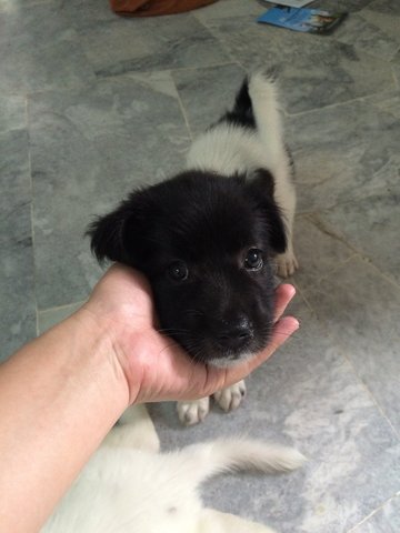 Female Mongrel 3 - Mixed Breed Dog