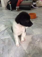 Female Mongrel 3 - Mixed Breed Dog