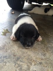 Female Mongrel 3 - Mixed Breed Dog