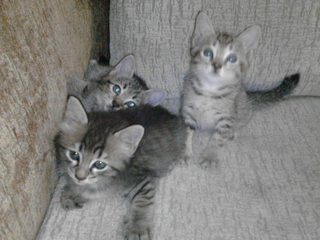 3 Kitten&lt; - Domestic Short Hair Cat