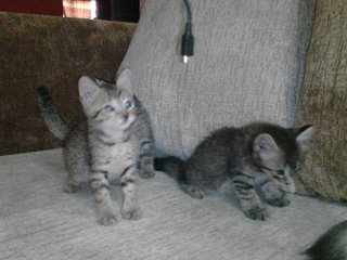 3 Kitten&lt; - Domestic Short Hair Cat